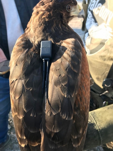 Transmisor Delta Fly