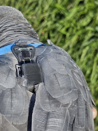 DELTA PARROT 